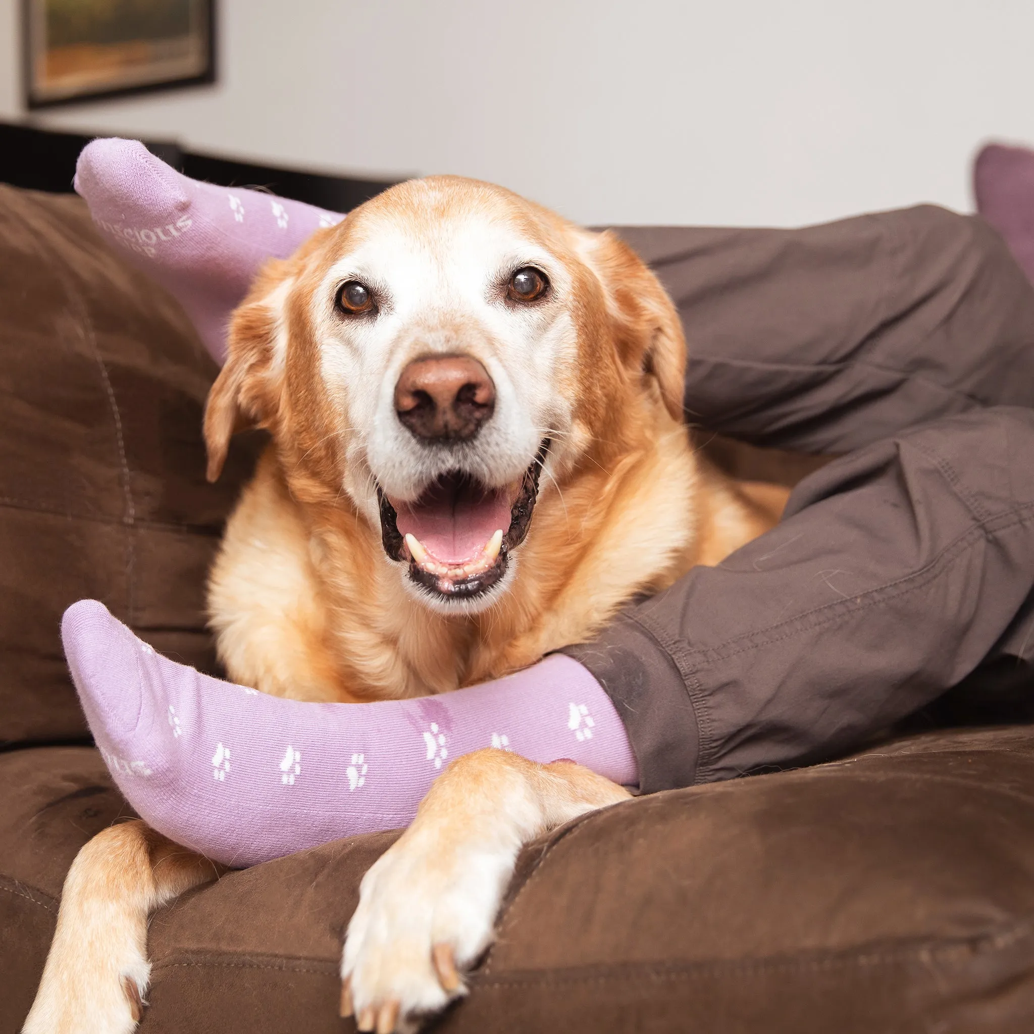 Socks that Save Dogs sold by Conscious Step product image thumbnail 3