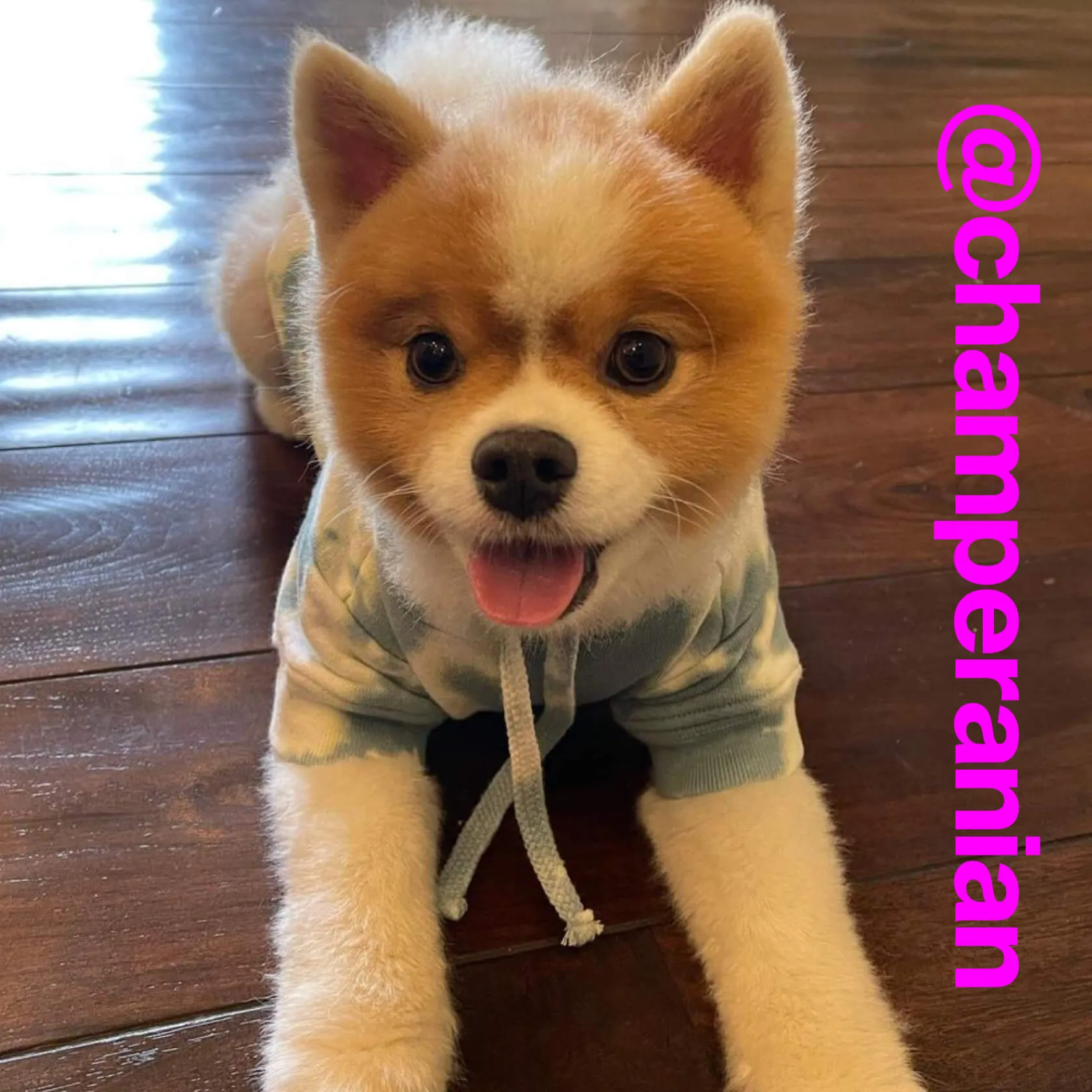 Kennel Club SuperBlend Champ T-Shirt sold by MUNICIPAL product image thumbnail 4