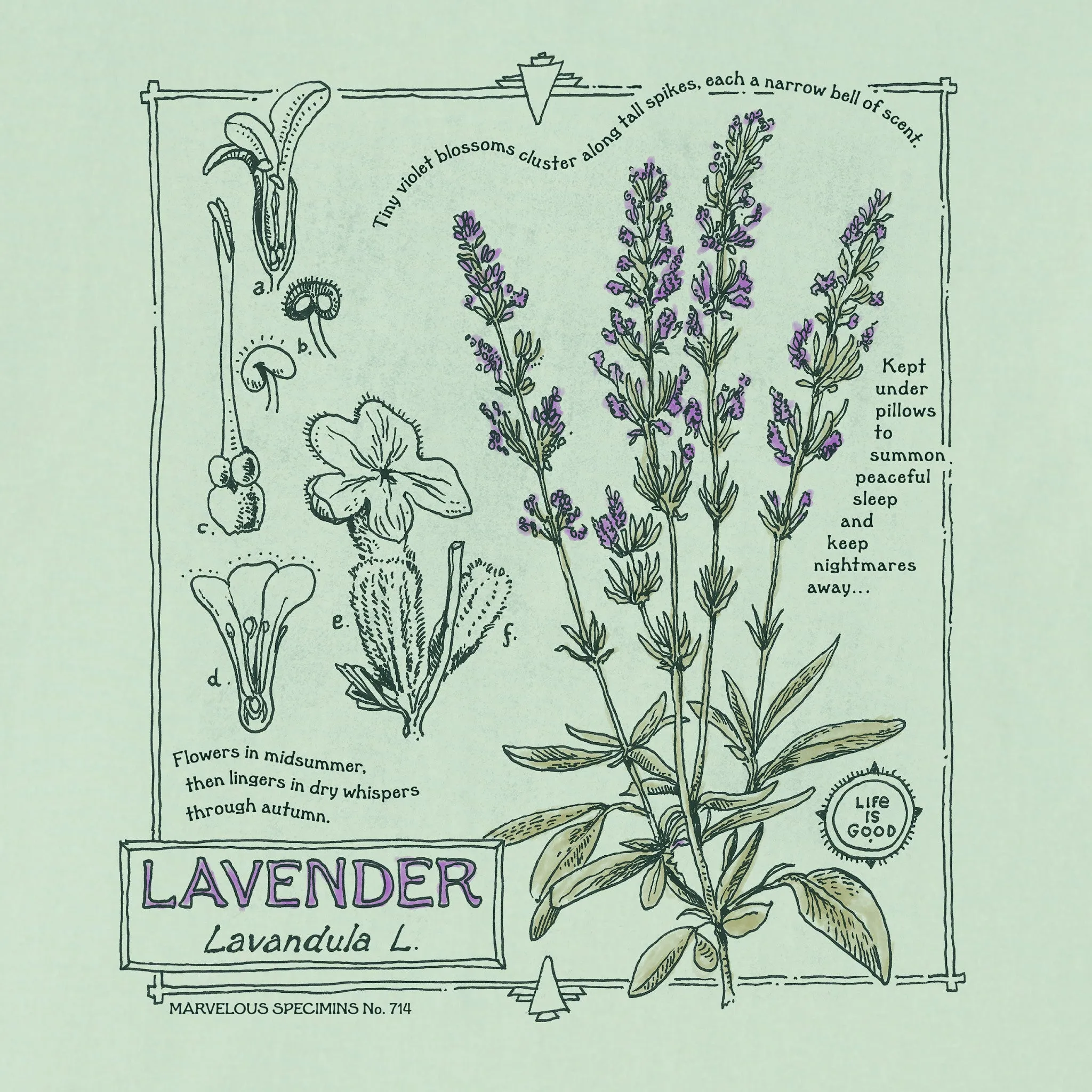 Women's Marvelous Lavender Short Sleeve Crusher Boxy Tee sold by Life is Good product image thumbnail 2