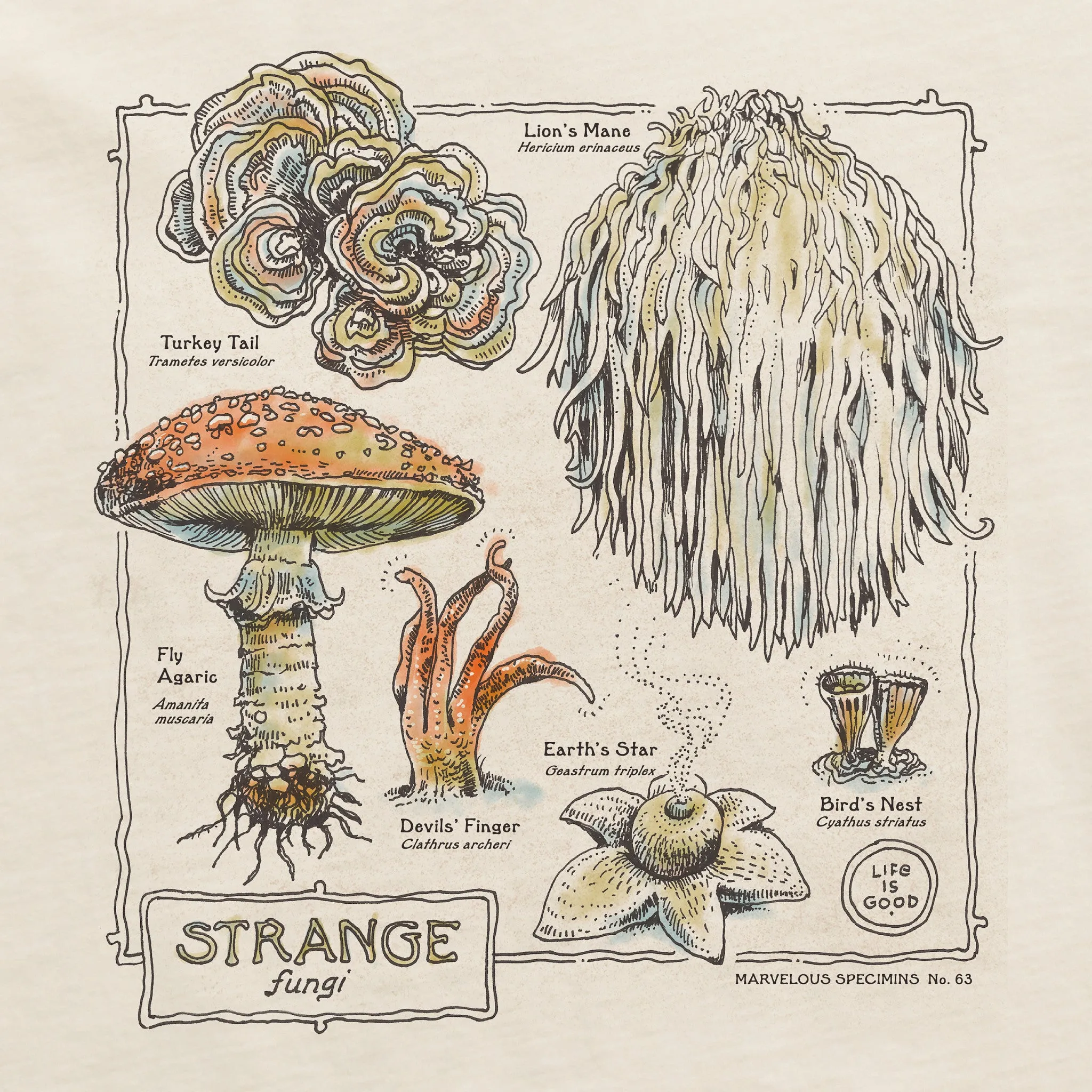 Women's Stange Fungi Crusher-LITE Shrunken Tee sold by Life is Good product image thumbnail 2