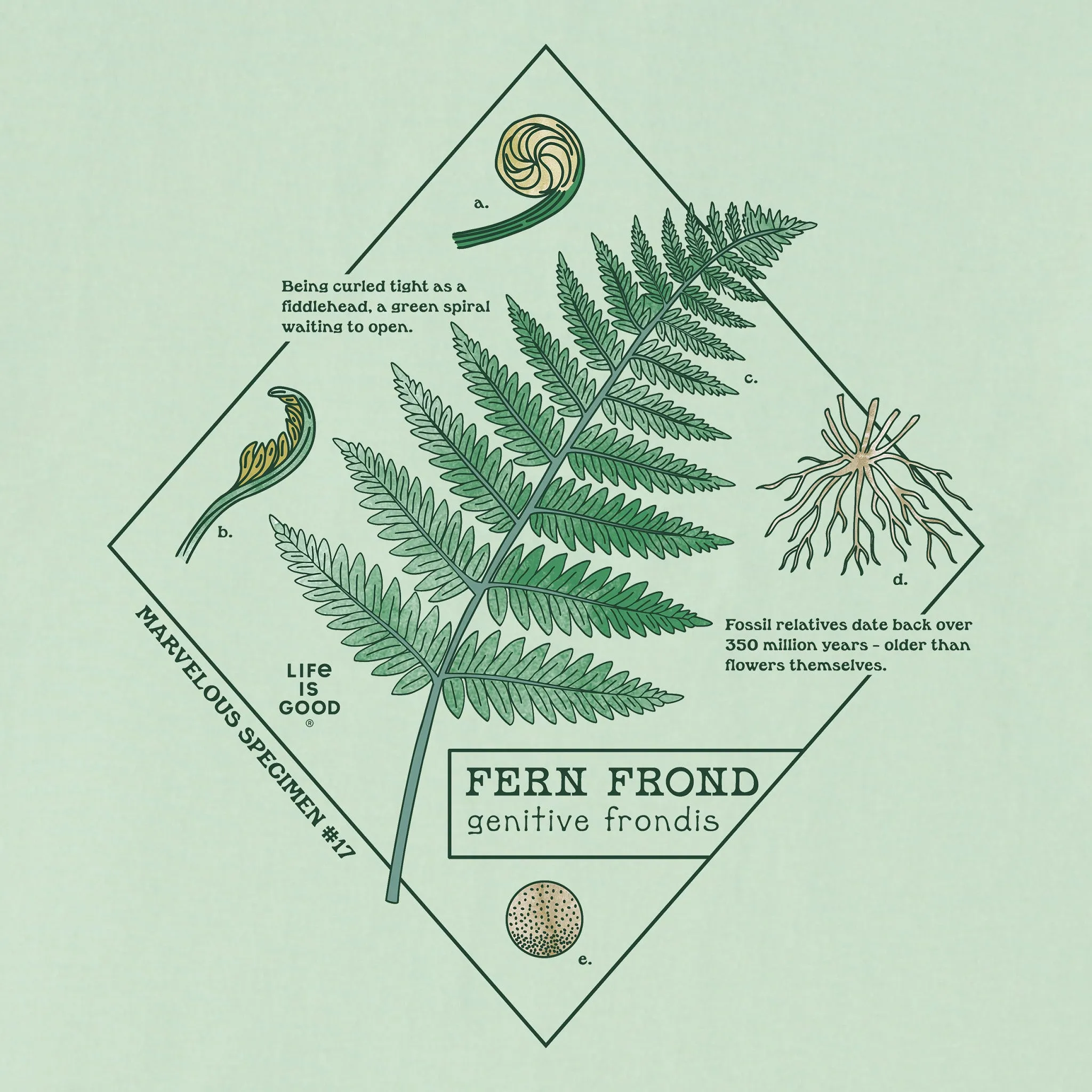 Women's Marvelous Ferns Short Sleeve Crusher Boxy Tee sold by Life is Good product image thumbnail 2