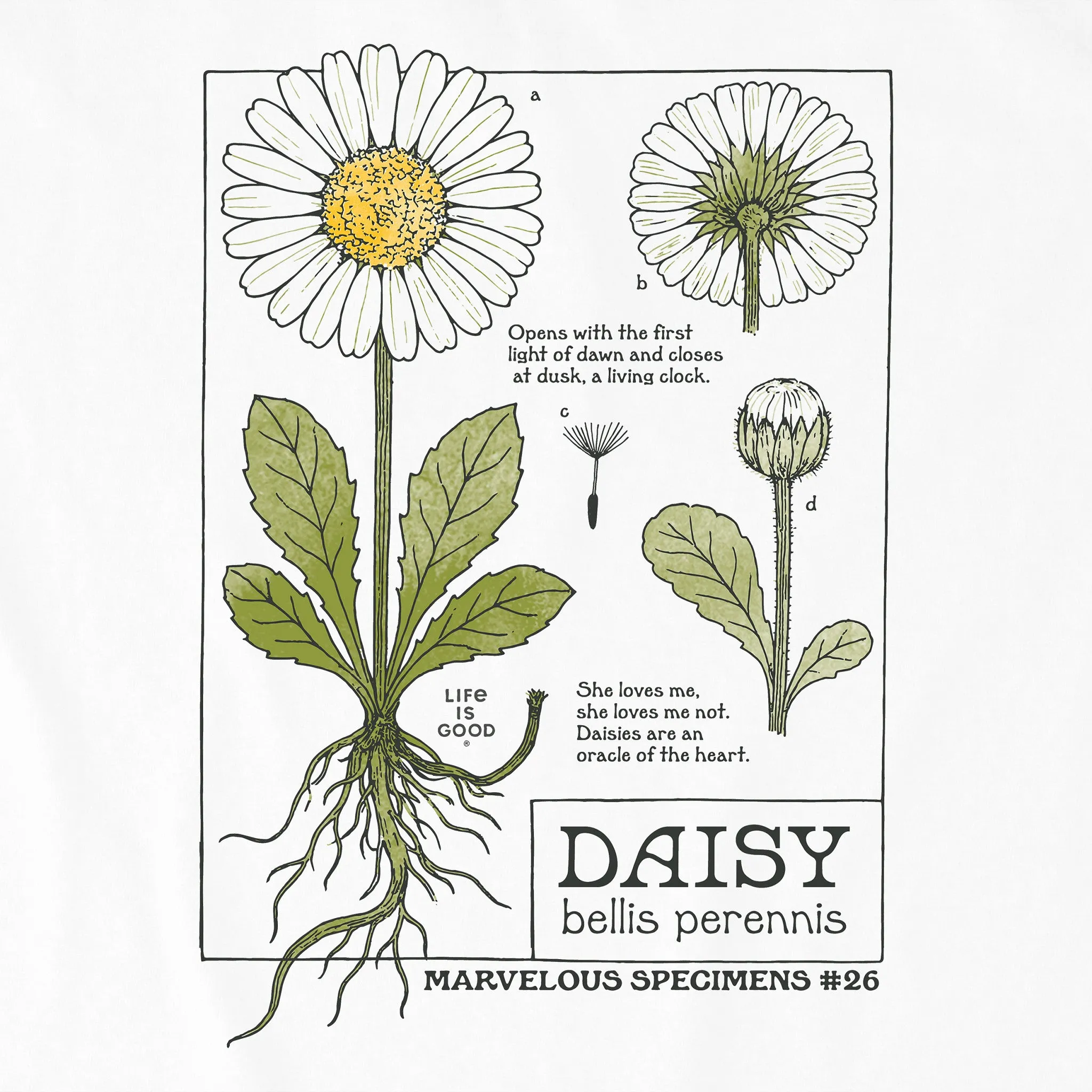 Women's Marvelous Daisy Long Sleeve Crusher Tee sold by Life is Good product image thumbnail 2
