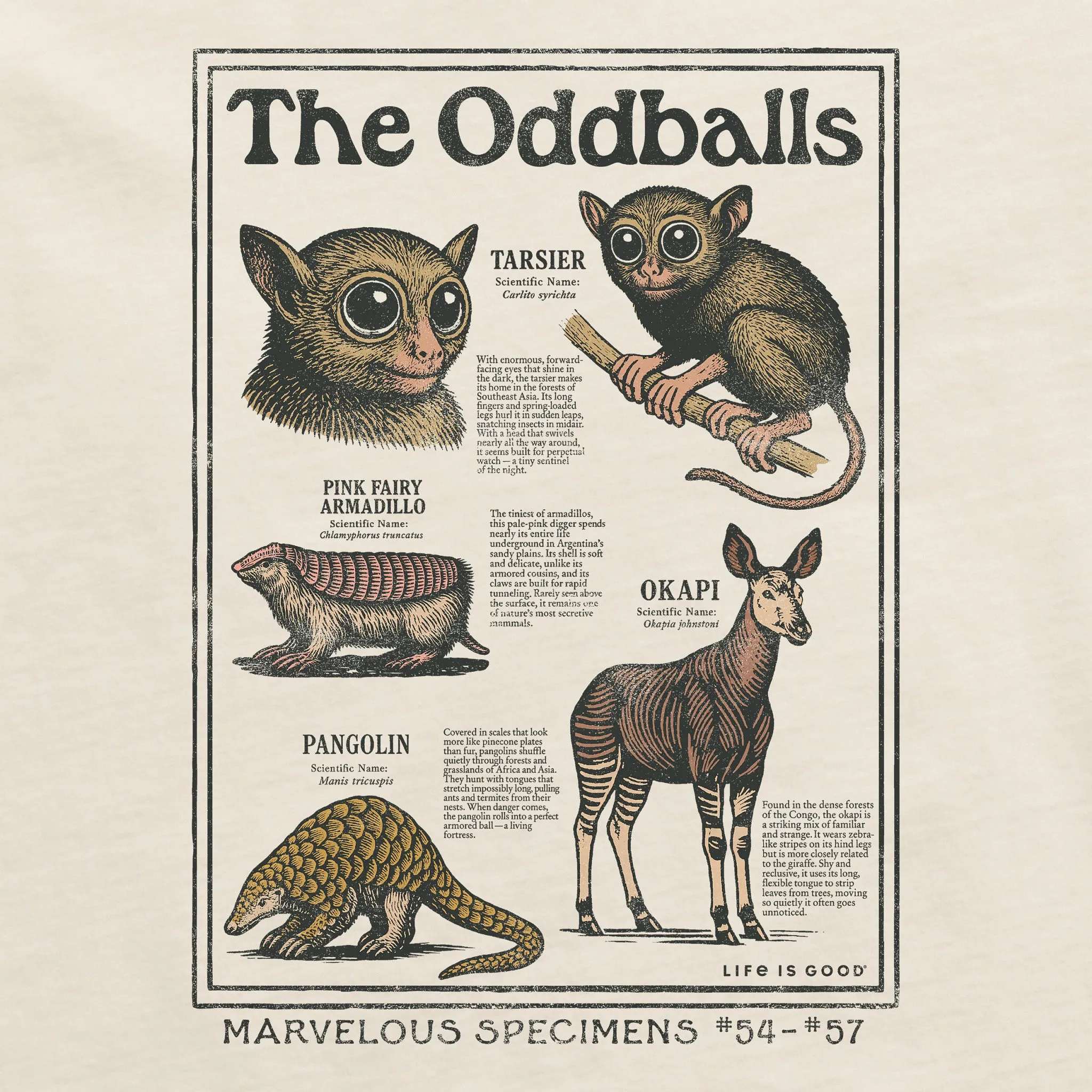 Women's The Oddballs Short Sleeve Crusher Boxy Tee sold by Life is Good product image thumbnail 2