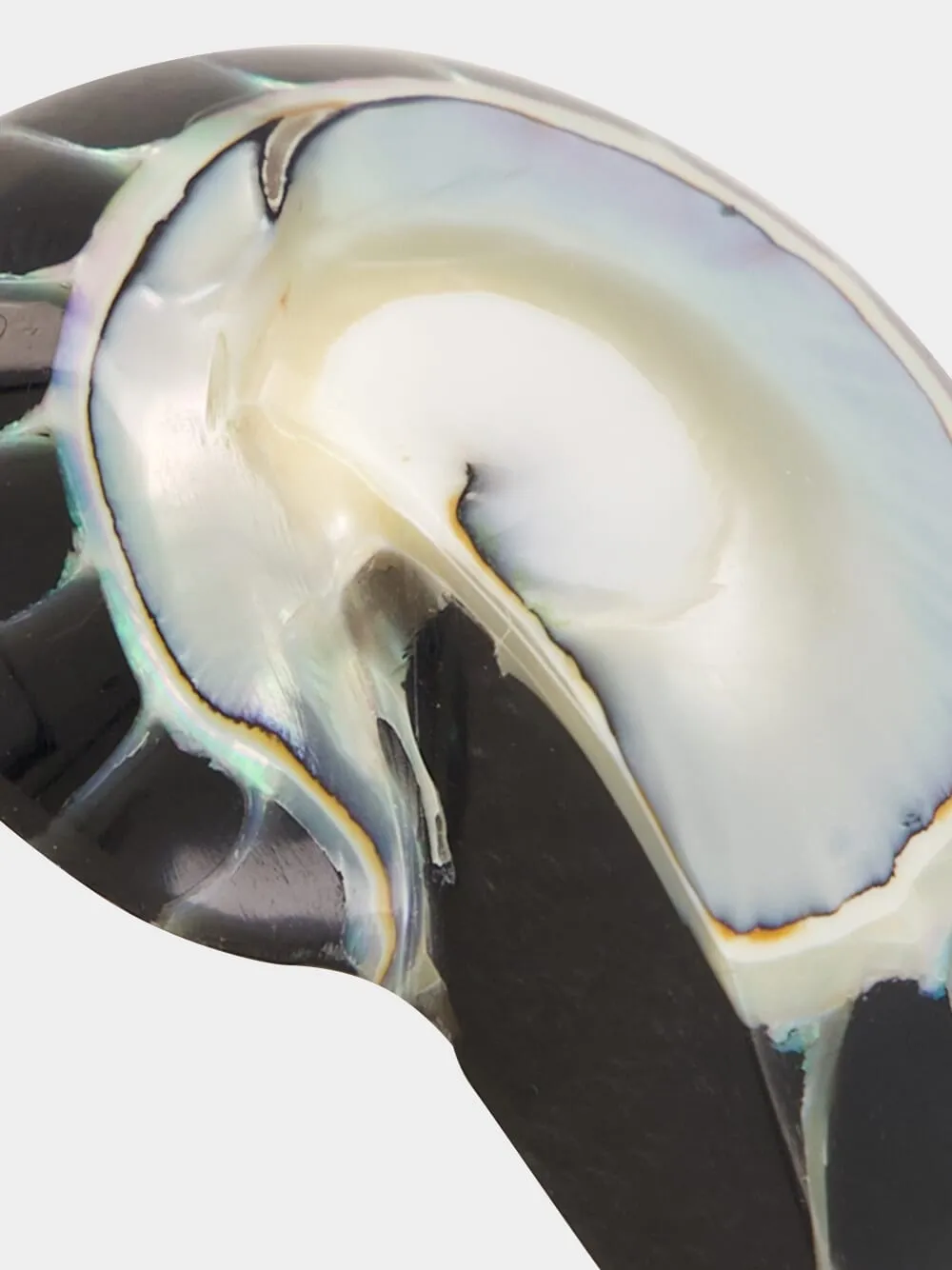 Black Nautilus Shell Clip-On Earrings sold by Fashion Clinic product image thumbnail 4