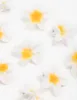 Yellow Frangipani Mini Hair Clips 20-Pack sold by lovisa