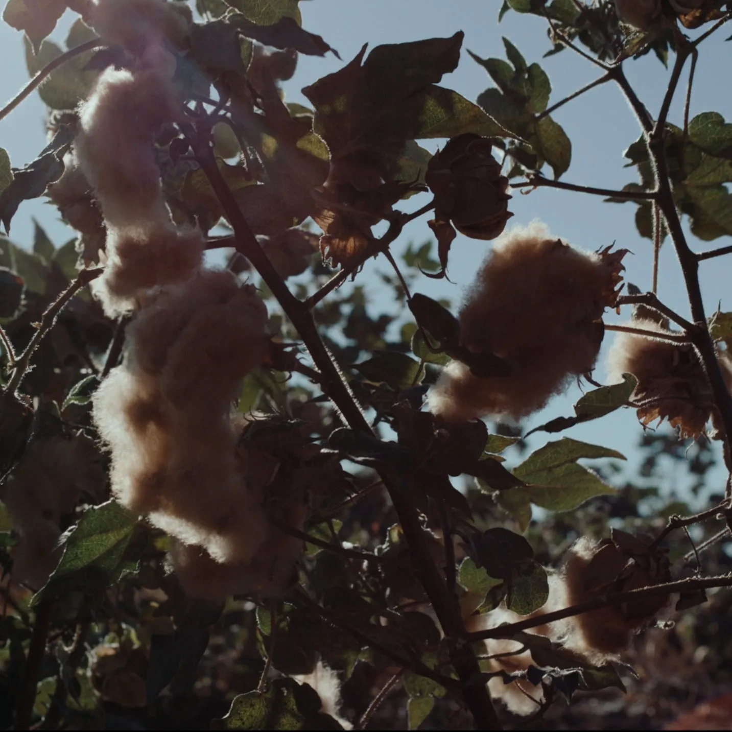 Pull-on Pant, Sun-dried Hickory Stripe sold by Dana Lee Brown product image thumbnail 3