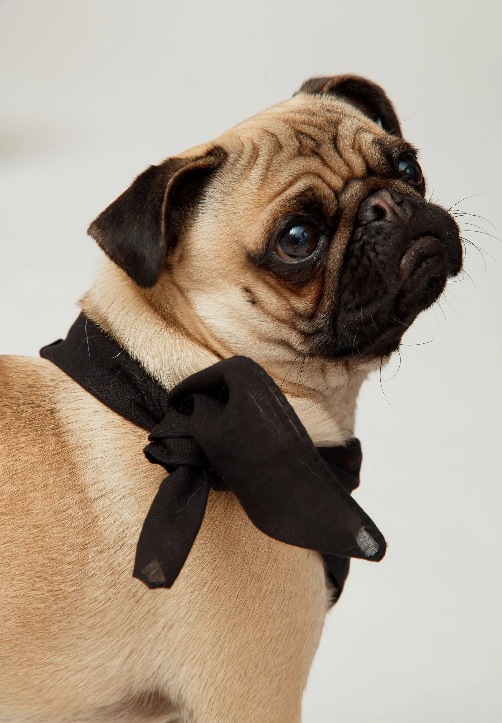 PUPPY LOVE CREW sold by House of Sunny product image thumbnail 5