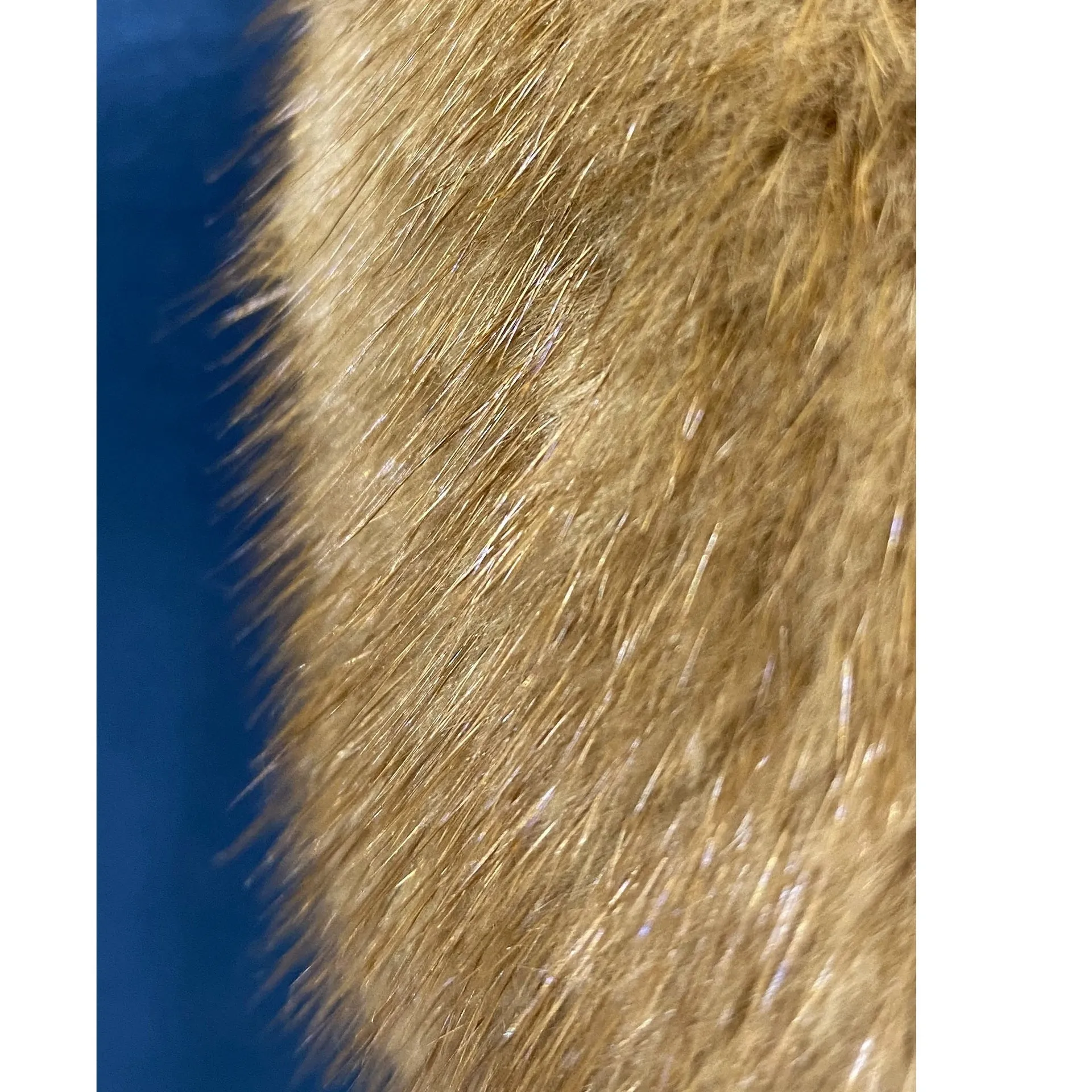 Dsquared2 Mink Collar Sleeveless Top sold by Siebentaschen product image thumbnail 5