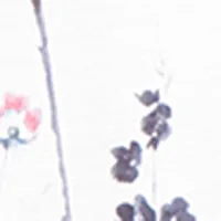 Short-sleeve loose tunic sold by Claire France product image thumbnail 4