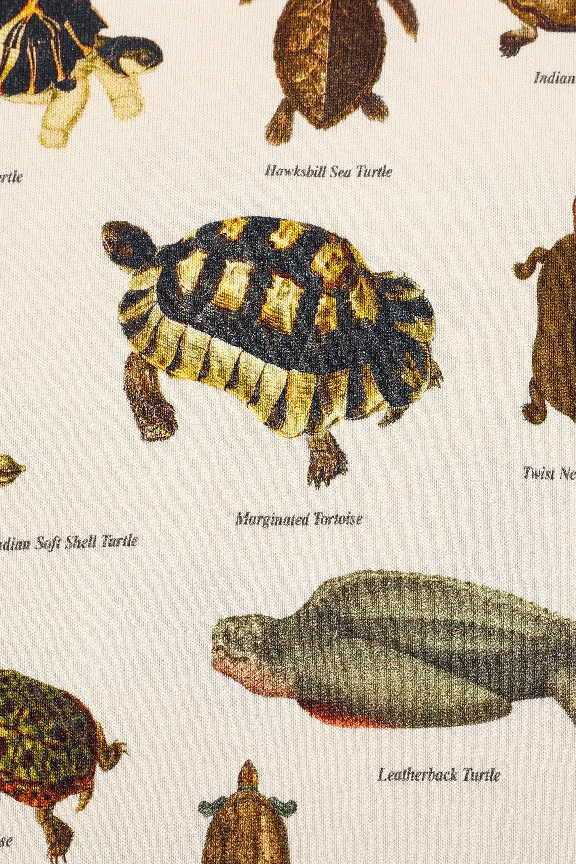 1 left - Turtles Cotton Tommy Tee sold by Fashion Brand Company product image thumbnail 2