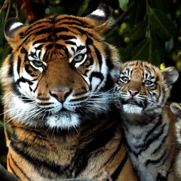 Sumatra Bikini sold by Andi bagus product image thumbnail 5