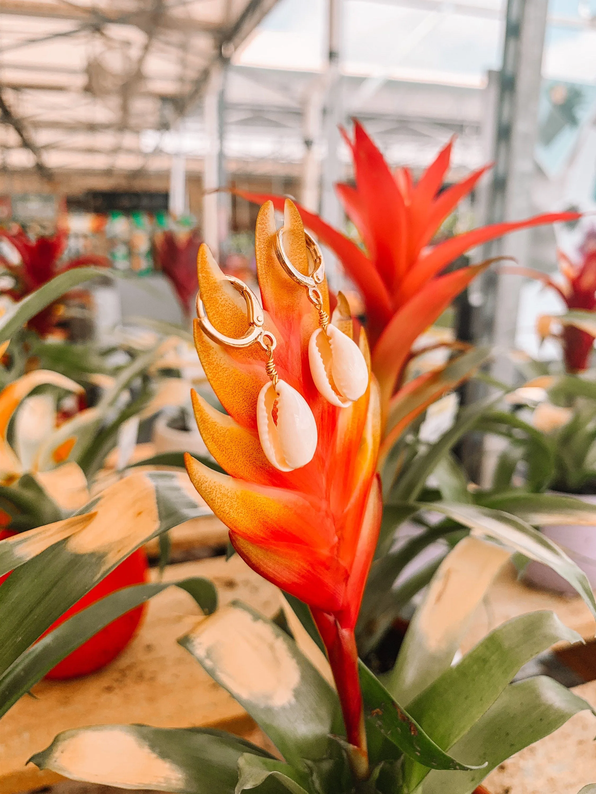 Cowrie Shell Huggie Hoop Earrings sold by Mermaid & Me product image thumbnail 3