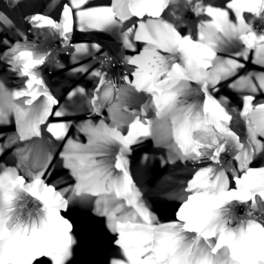 Austin Bow Tie sold by Tiepology product image thumbnail 3