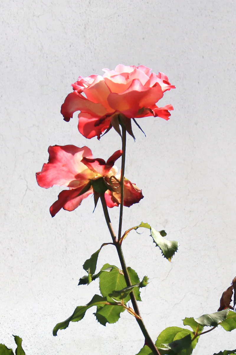 Harris Tie sold by Tiepology product image thumbnail 2