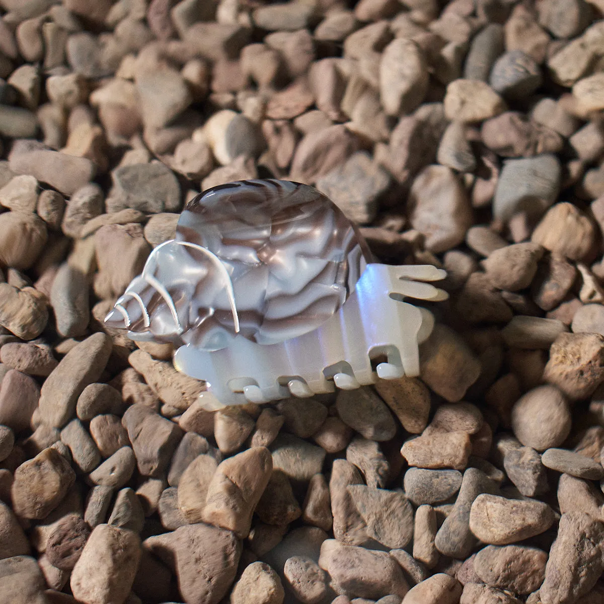 Blue Whelk Claw sold by Winona Irene product image thumbnail 3