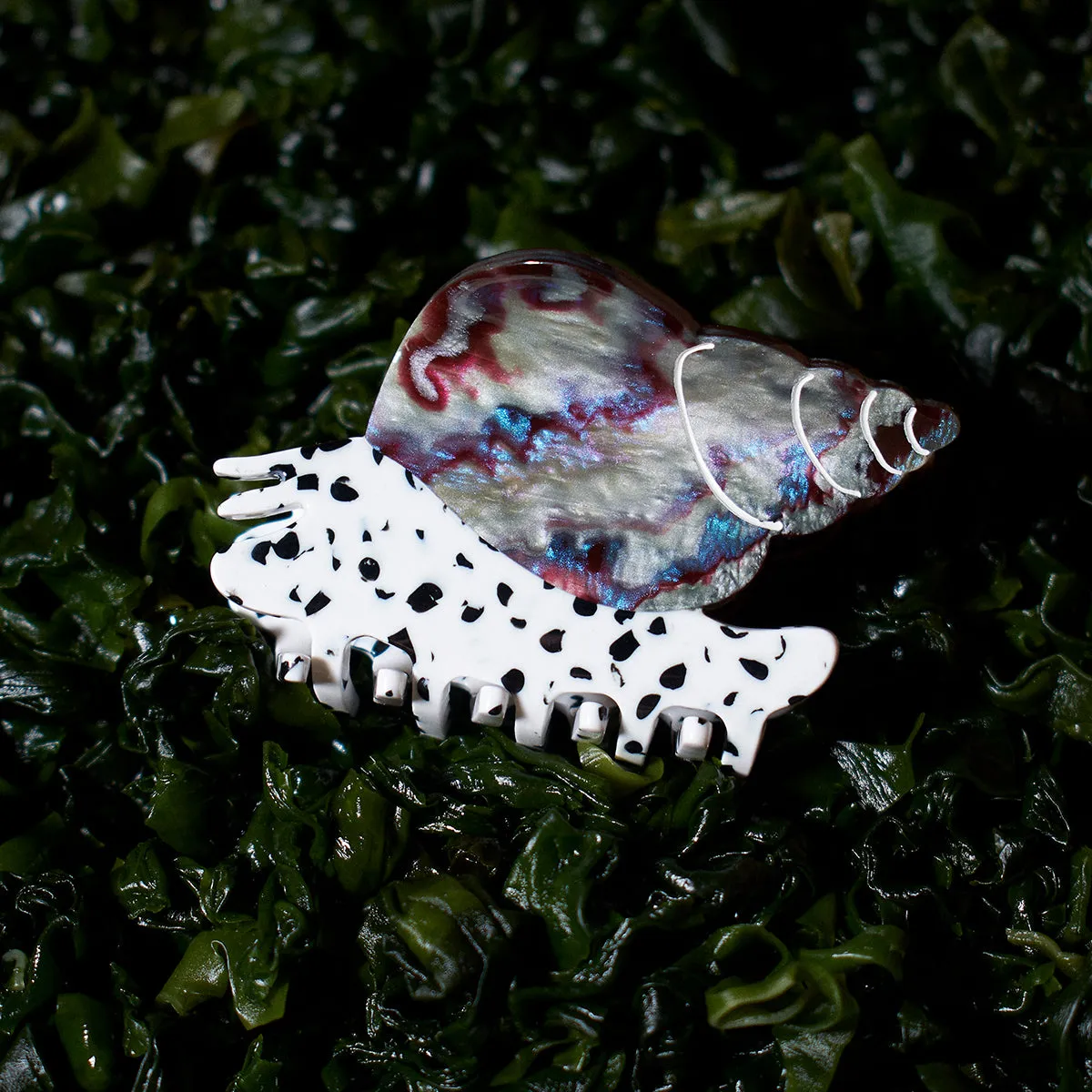 Spotted Whelk Claw sold by Winona Irene product image thumbnail 4