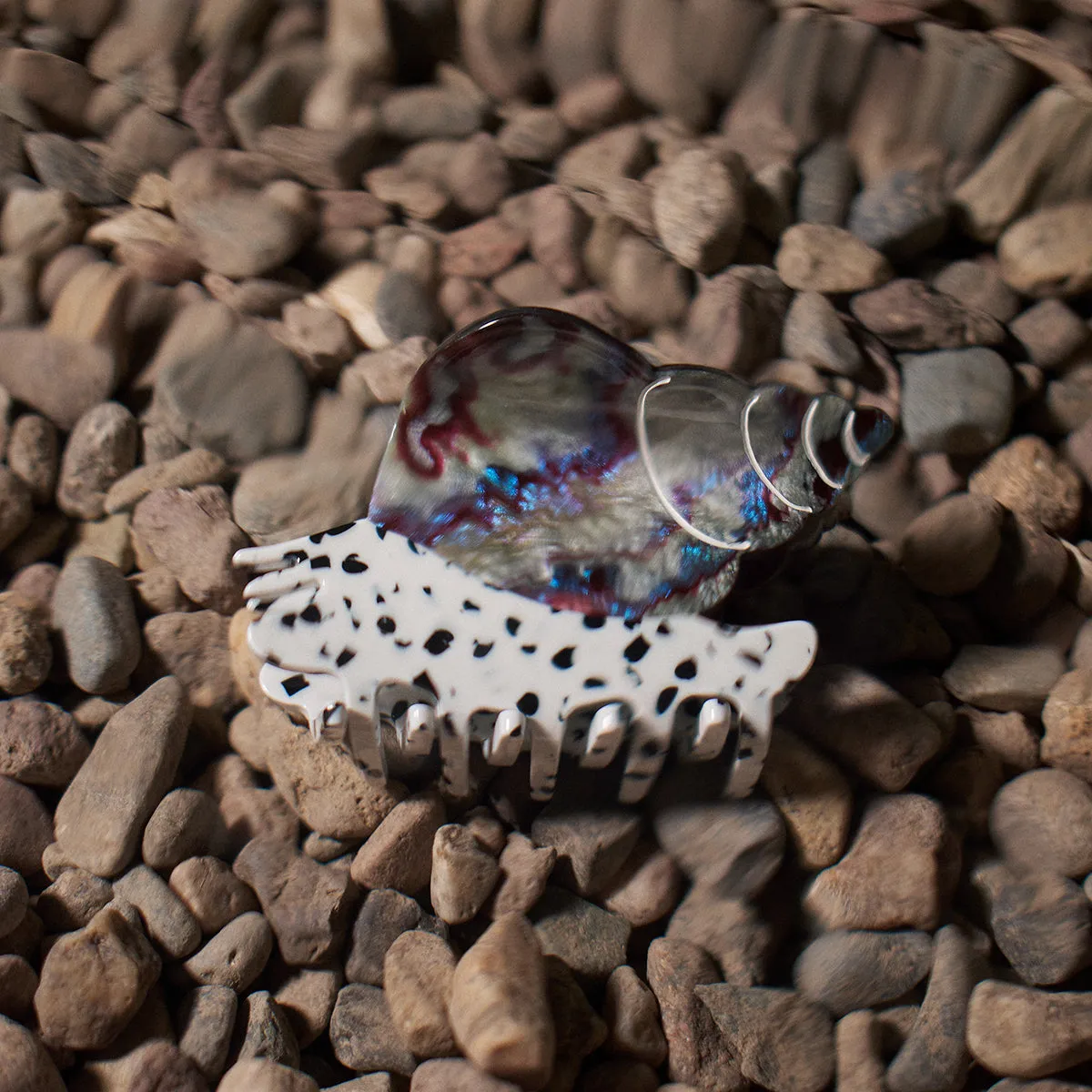 Spotted Whelk Claw sold by Winona Irene product image thumbnail 2