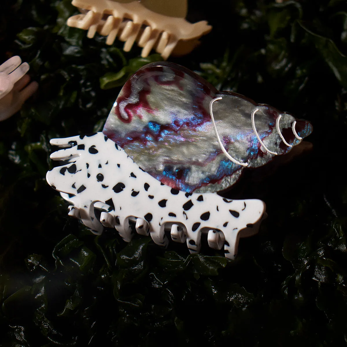 Spotted Whelk Claw sold by Winona Irene product image thumbnail 5