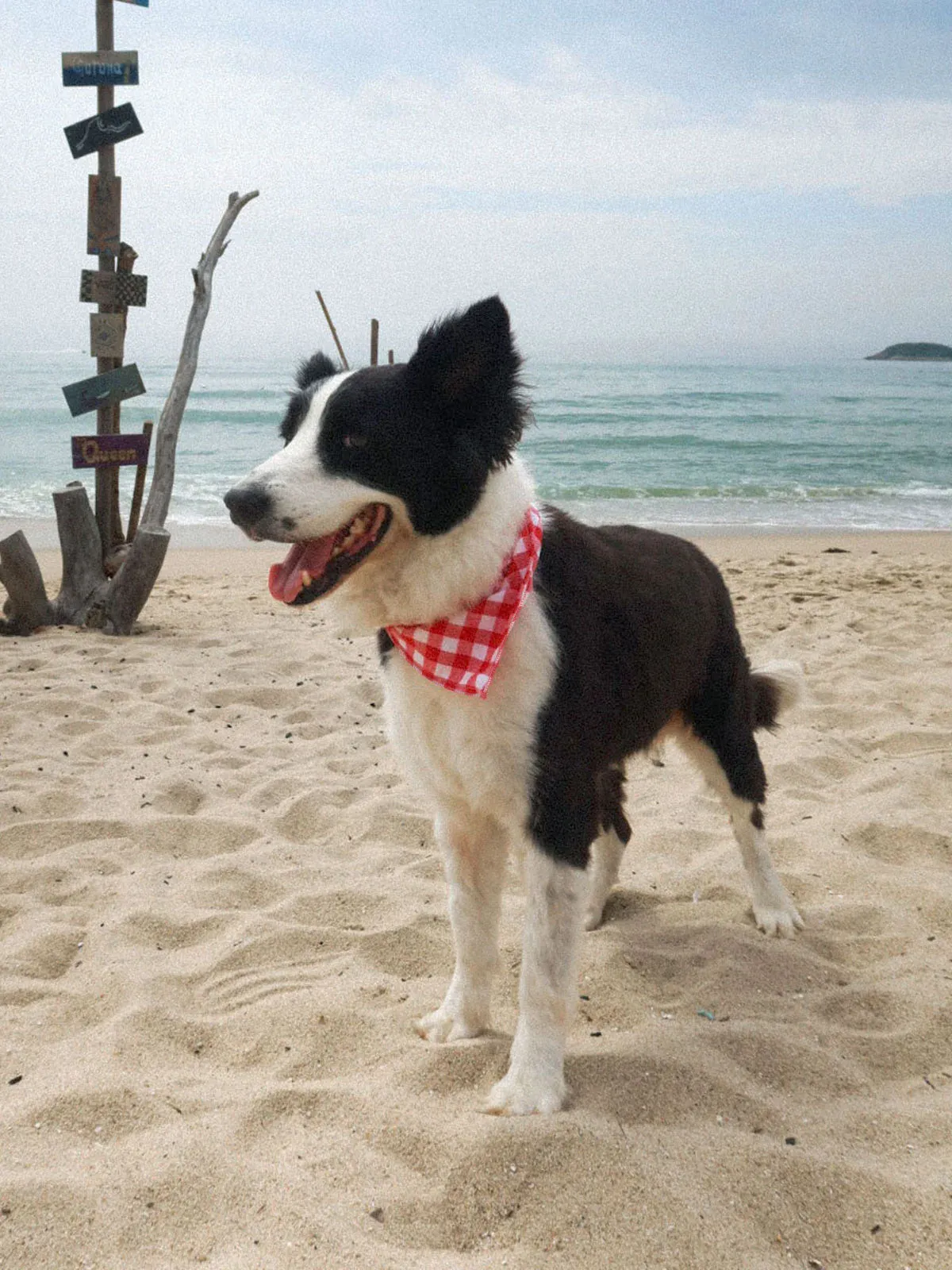 SpiArt Cotton Triangle Scarf for Pets sold by rihoas product image thumbnail 4