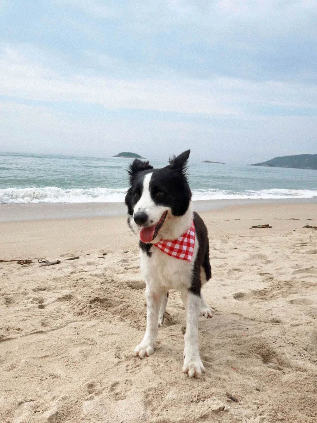 SpiArt Cotton Triangle Scarf for Pets sold by rihoas product image thumbnail 3