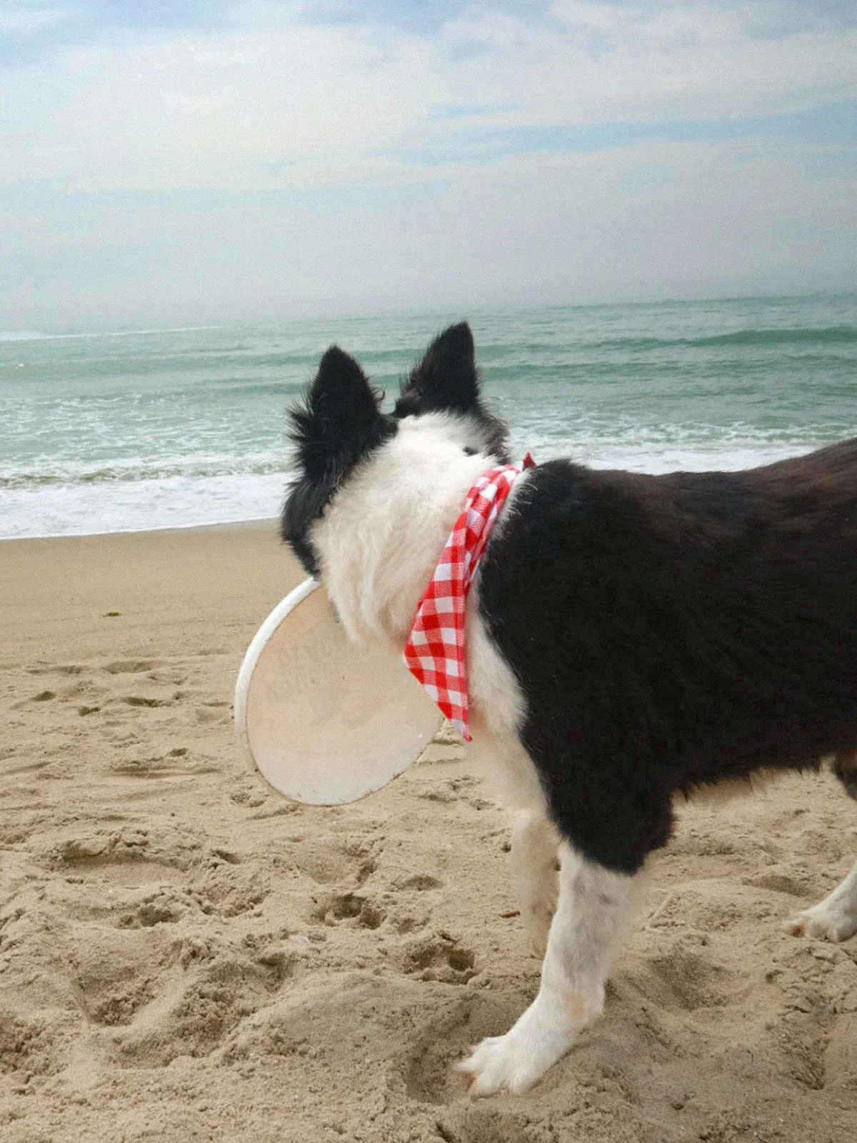 SpiArt Cotton Triangle Scarf for Pets sold by rihoas