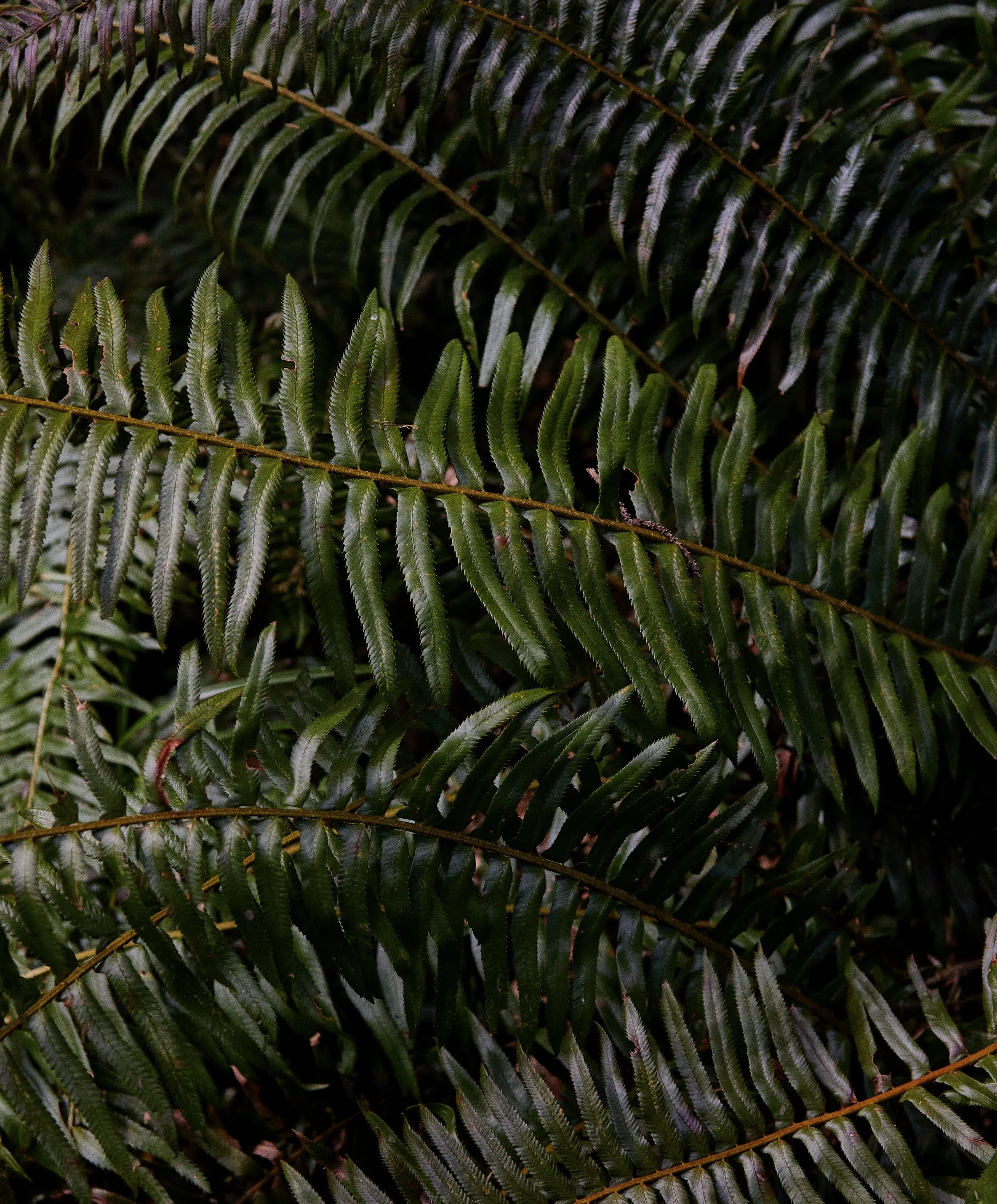 Sojourn Polo - FINAL SALE sold by Outerknown product image thumbnail 5