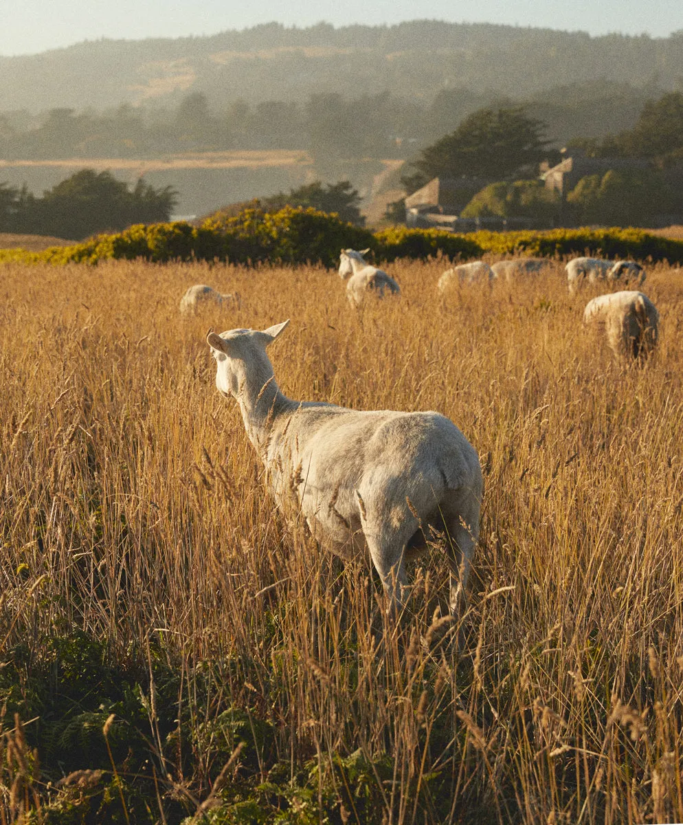 Eva Cashmere Cardigan - Outerworn sold by Outerknown product image thumbnail 3