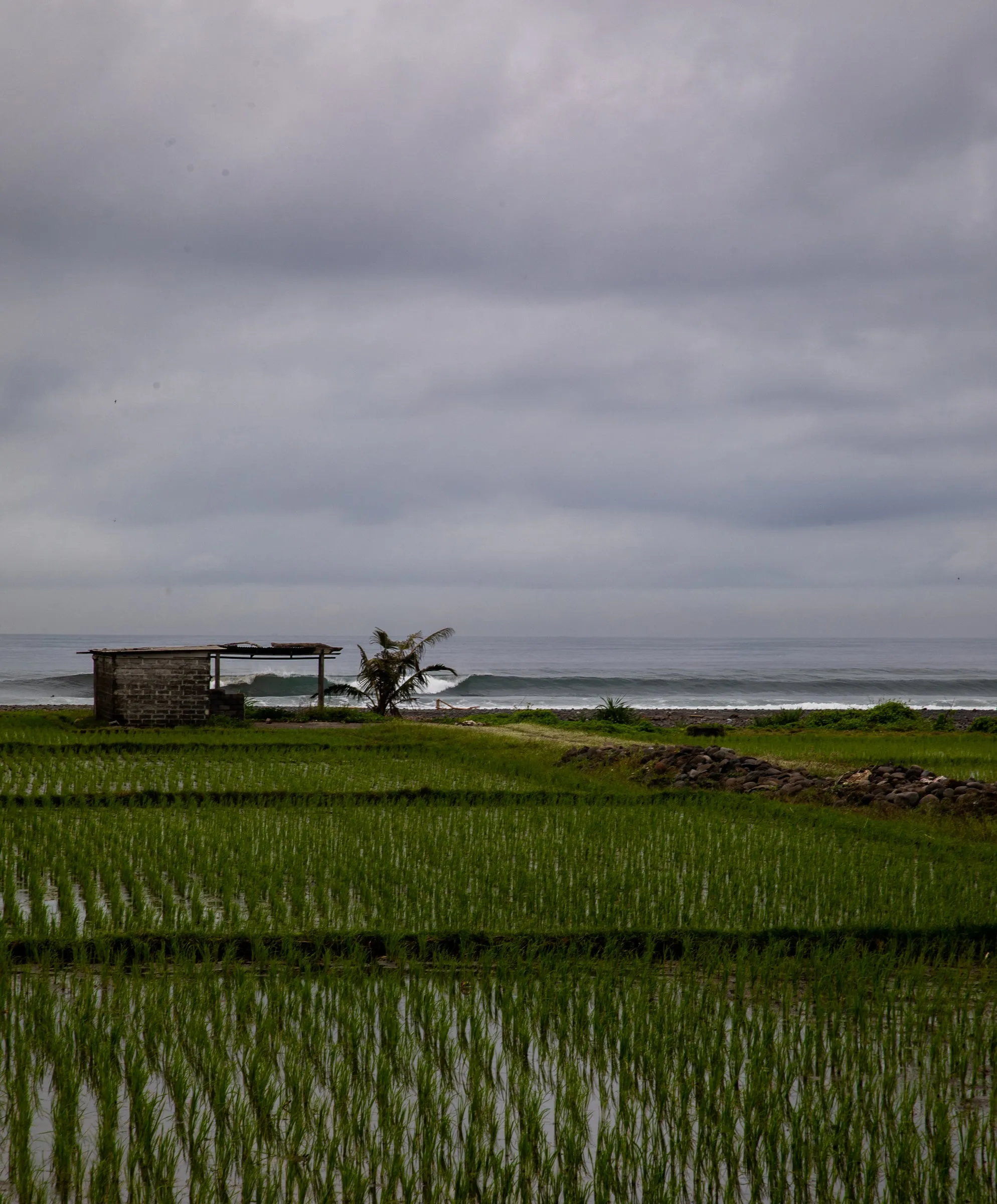 Seventyseven Cord Shorts - Outerworn sold by Outerknown product image thumbnail 3