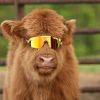 The 1993 Polarized Double Wide sold by PIT VIPER