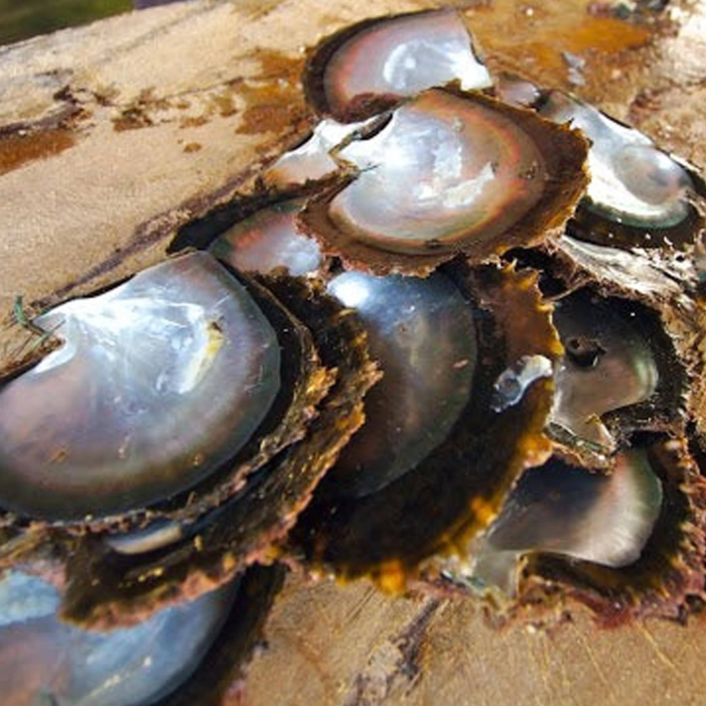 Perfect Tahitian Black Mother of Pearl Necklace - Natural Designer Gemstone sold by Henryka product image thumbnail 2