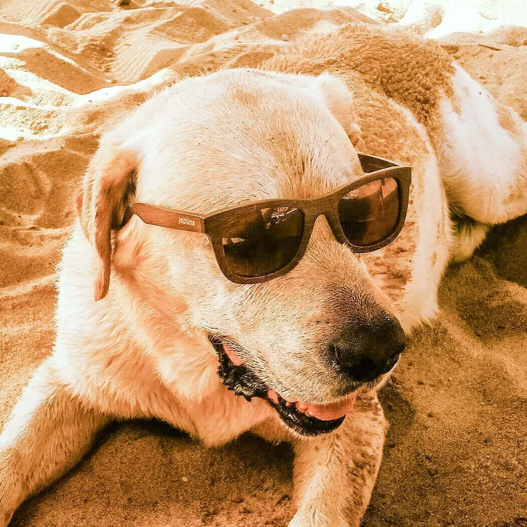 Hayden Sunglasses sold by Ivalo.com product image thumbnail 5