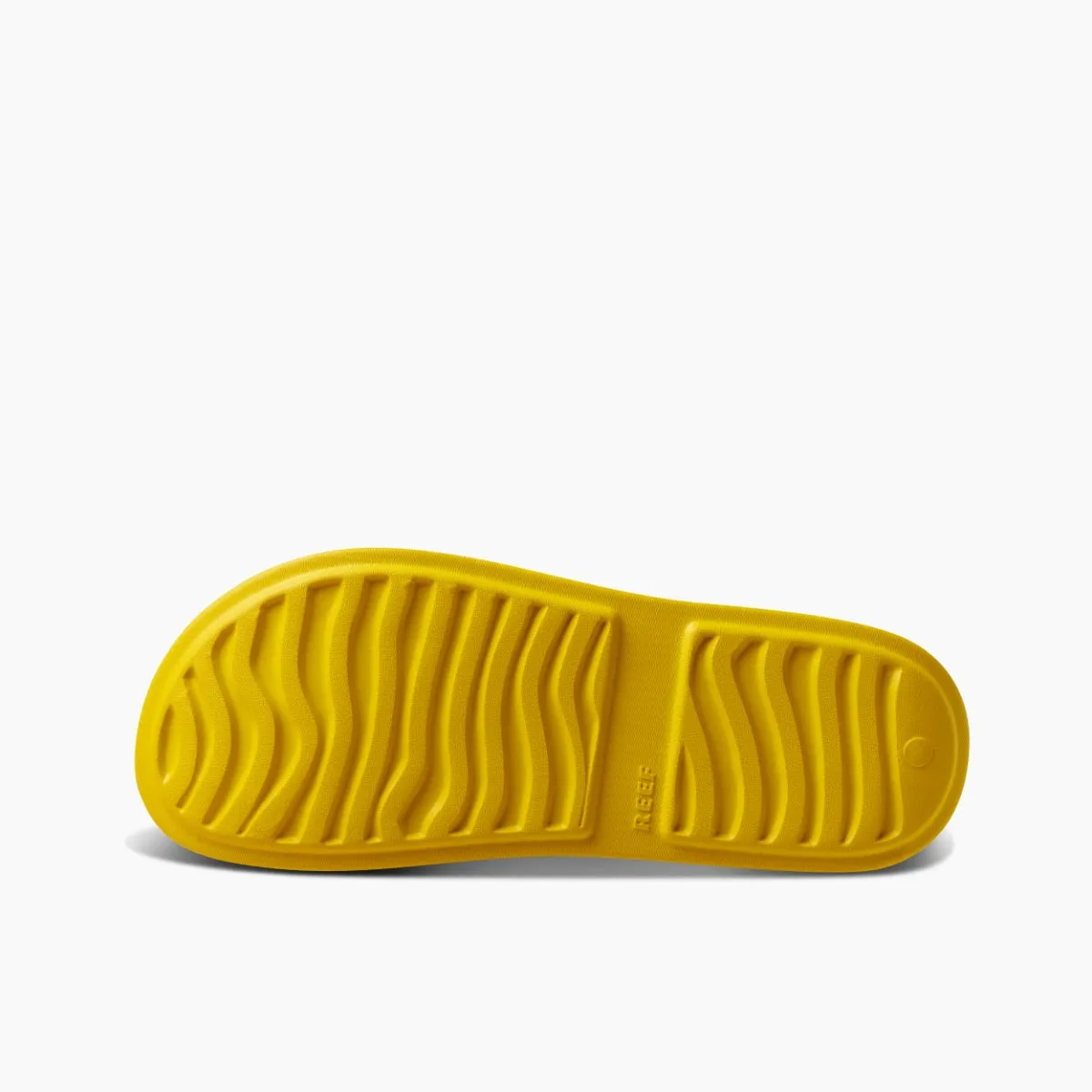 Water Sage sold by Reef Dynamic product image thumbnail 4