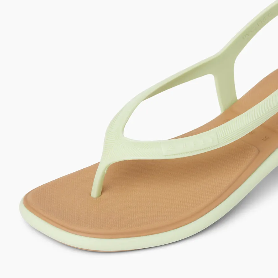 Water Willow Maya sold by Reef Dynamic product image thumbnail 3