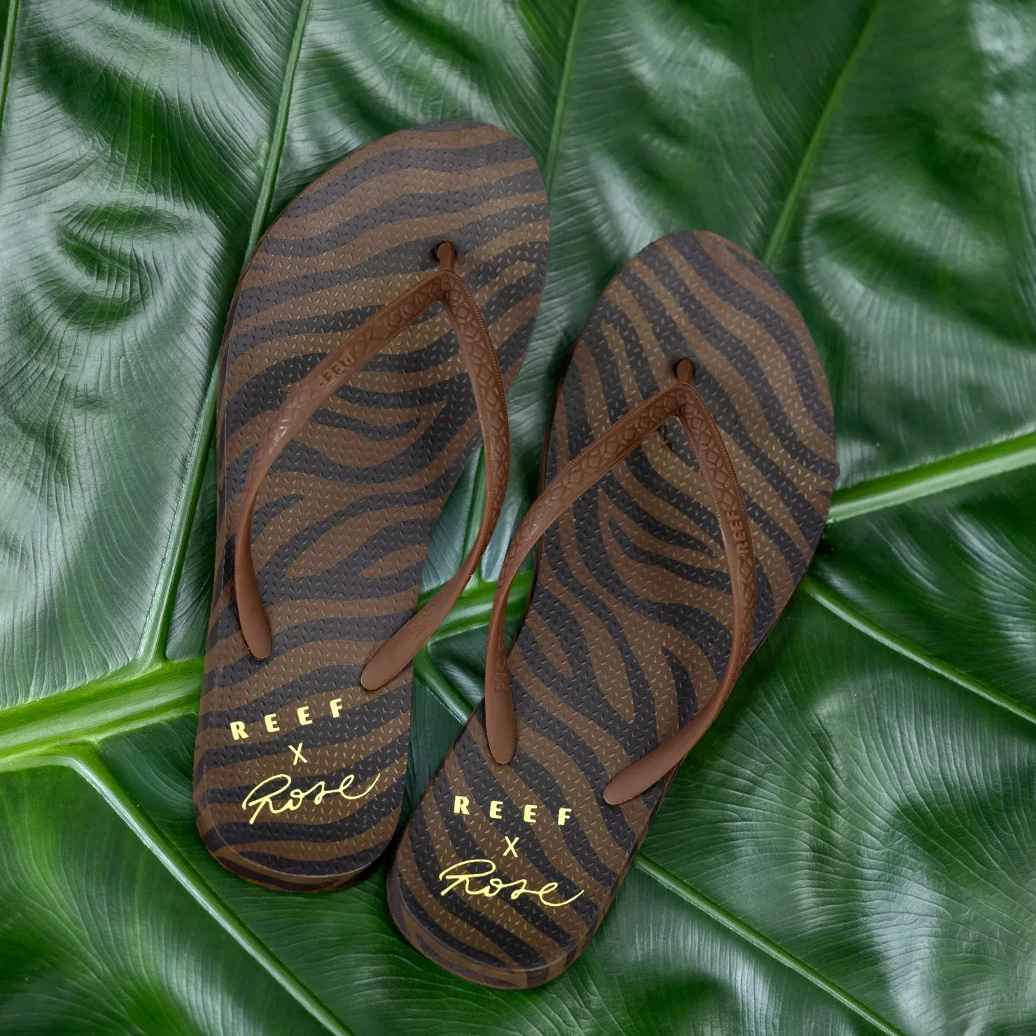 Seaside - Rose sold by Reef Dynamic product image thumbnail 2