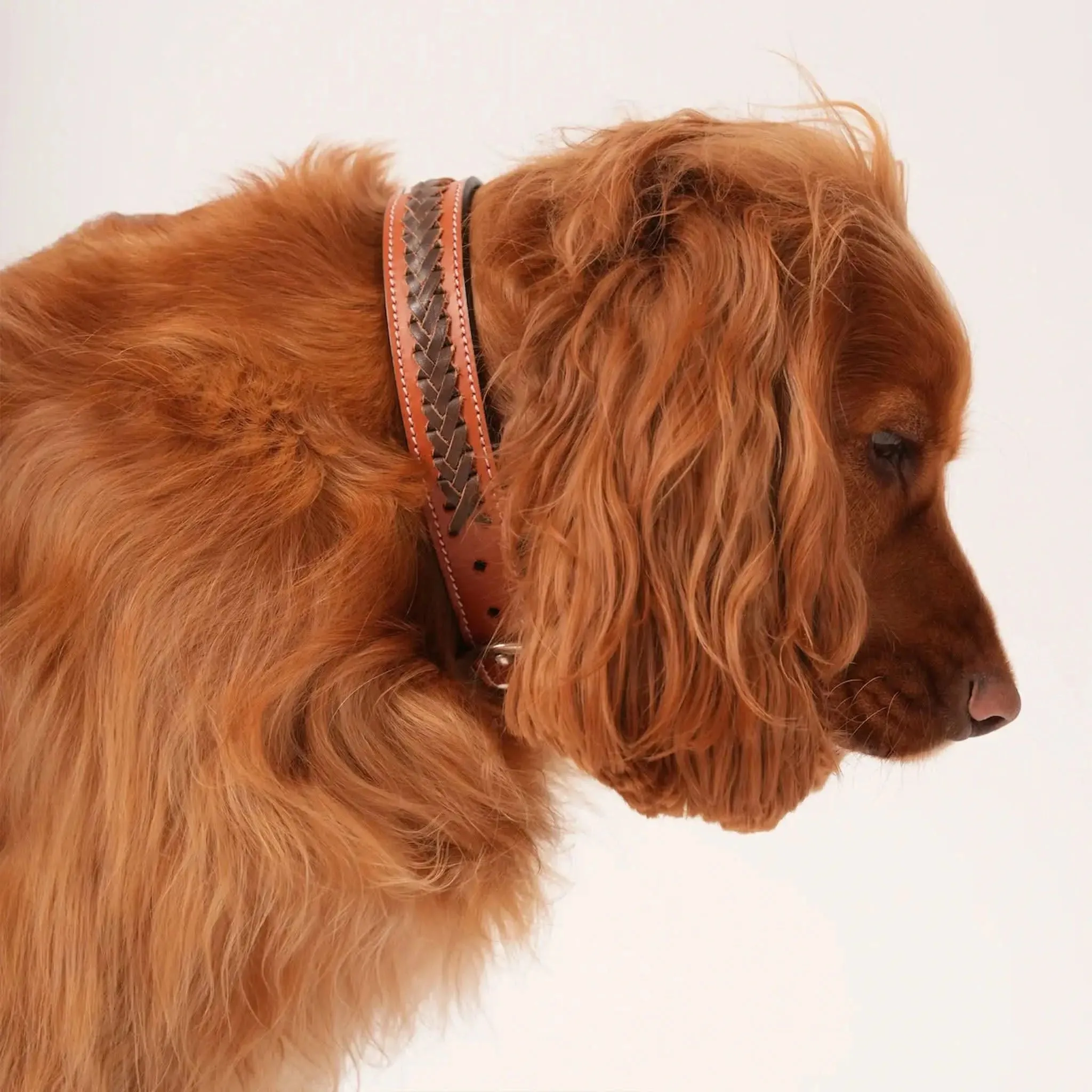 Leather Dog Collar sold by Welligogs product image thumbnail 3