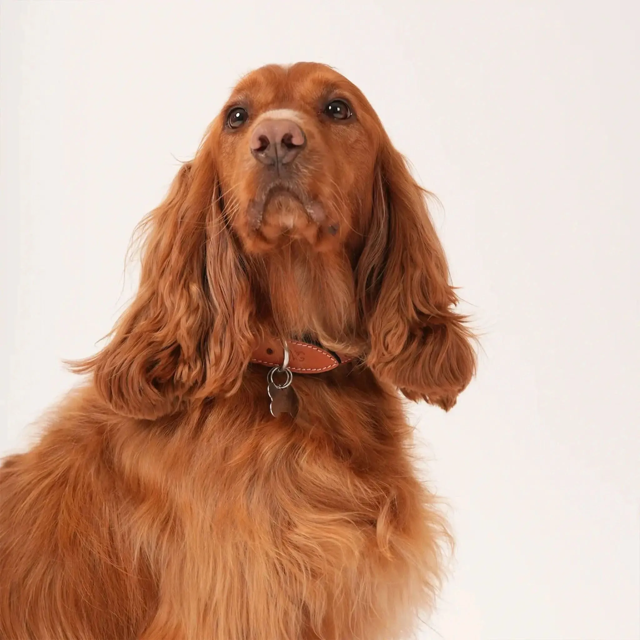 Leather Dog Collar sold by Welligogs product image thumbnail 2