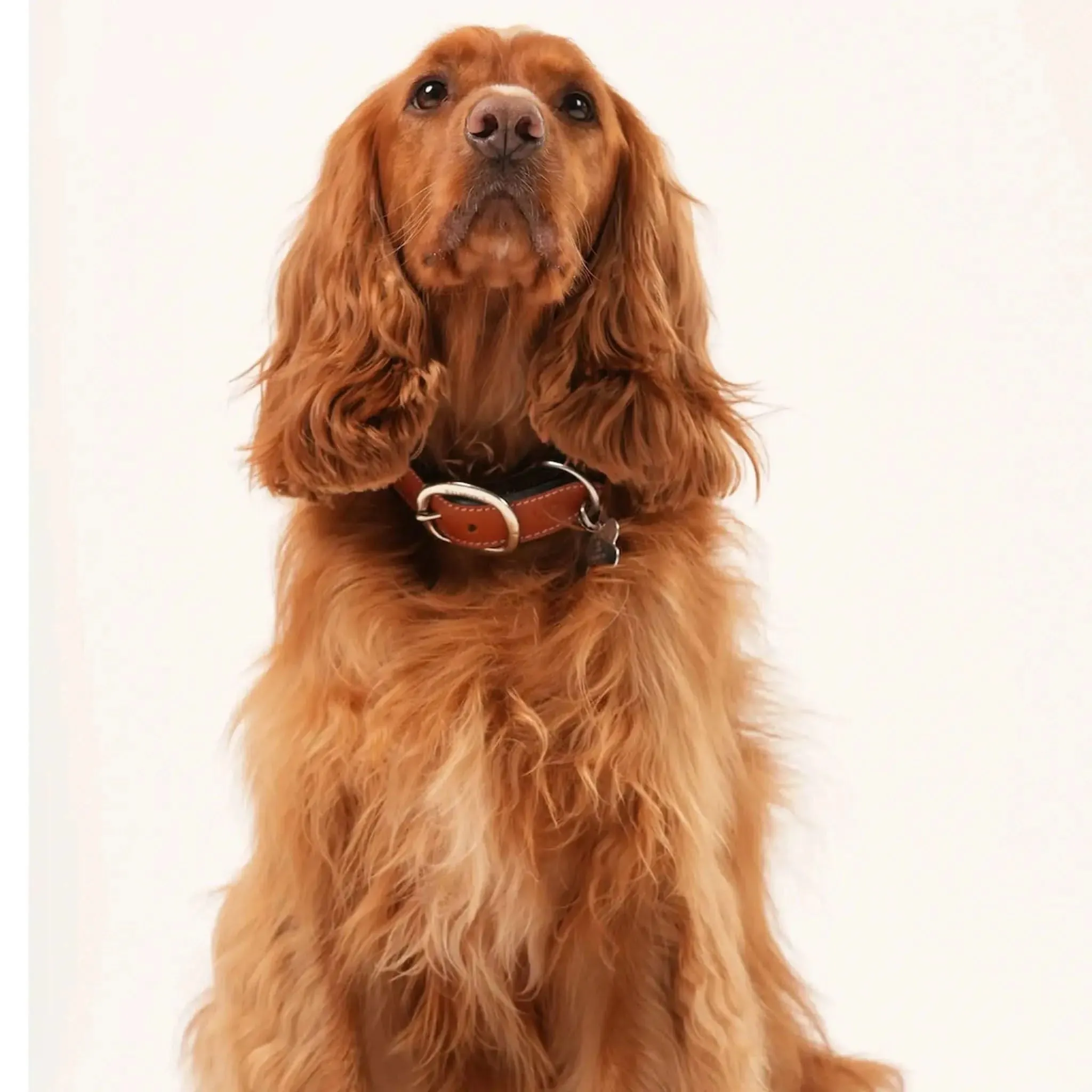 Leather Dog Collar sold by Welligogs product image thumbnail 5