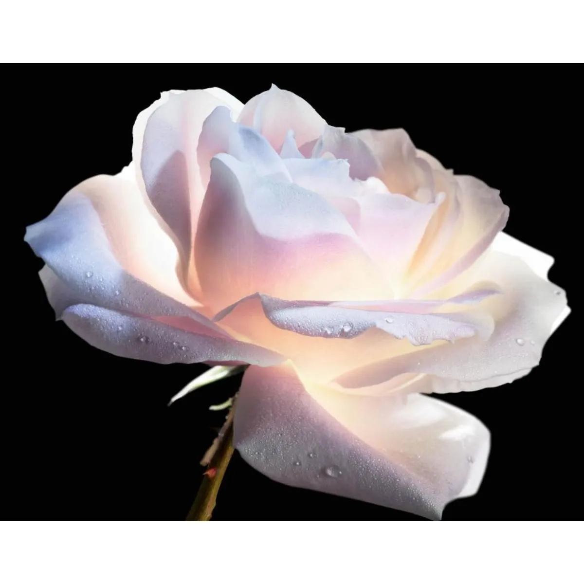 Prestige Le Micro Serum De Rose Yeux Advanced sold by Edgars product image thumbnail 4