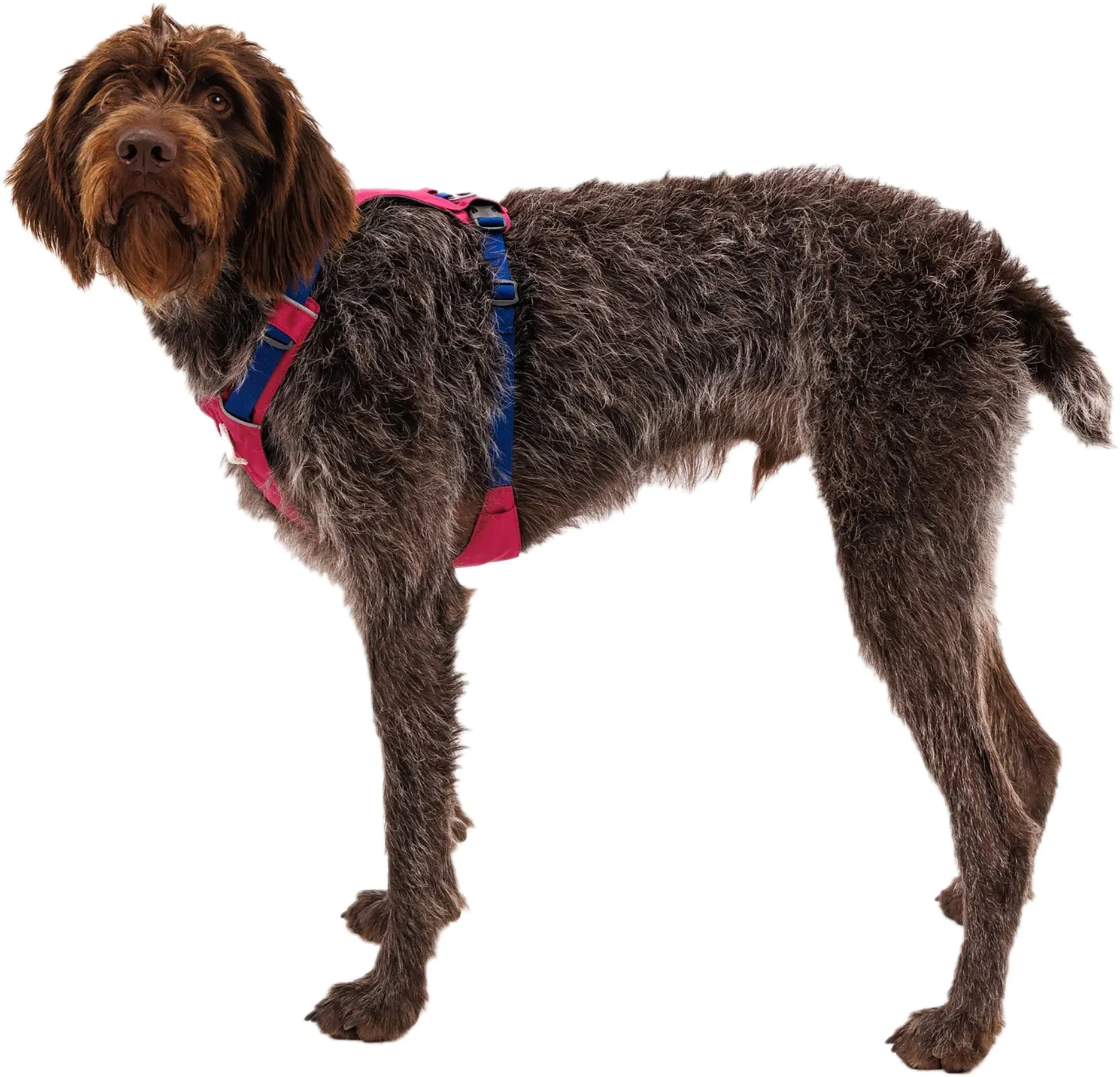 Hi and Light Lightweight Dog Harness|-|Harnais léger pour chien Hi and Light sold by Altitude Sports product image thumbnail 2