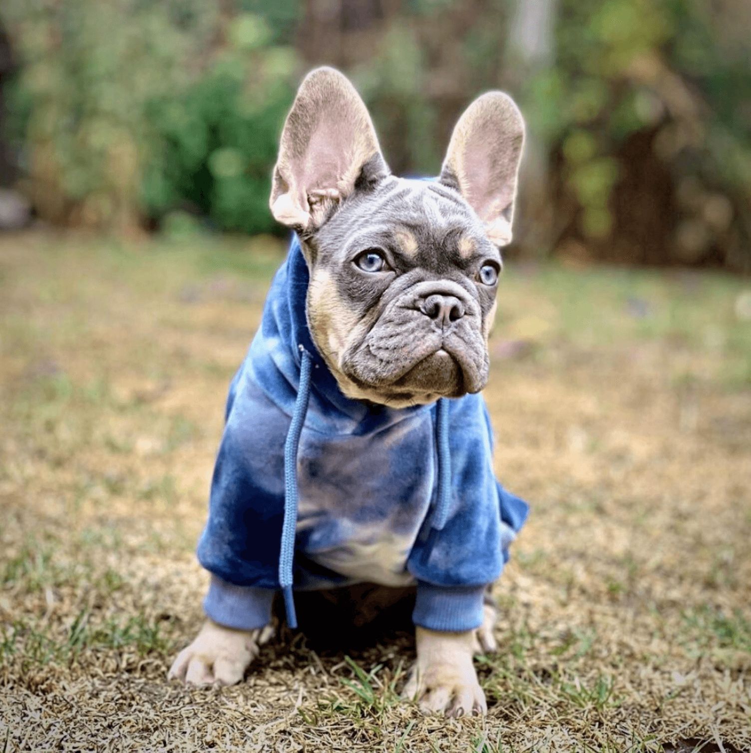 Velvet Human Hoodie - Sapphire Blue sold by Spark Paws product image thumbnail 4