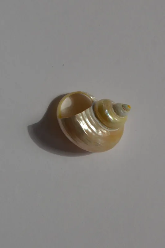 Turbo Shell Ring sold by Kat Zarra