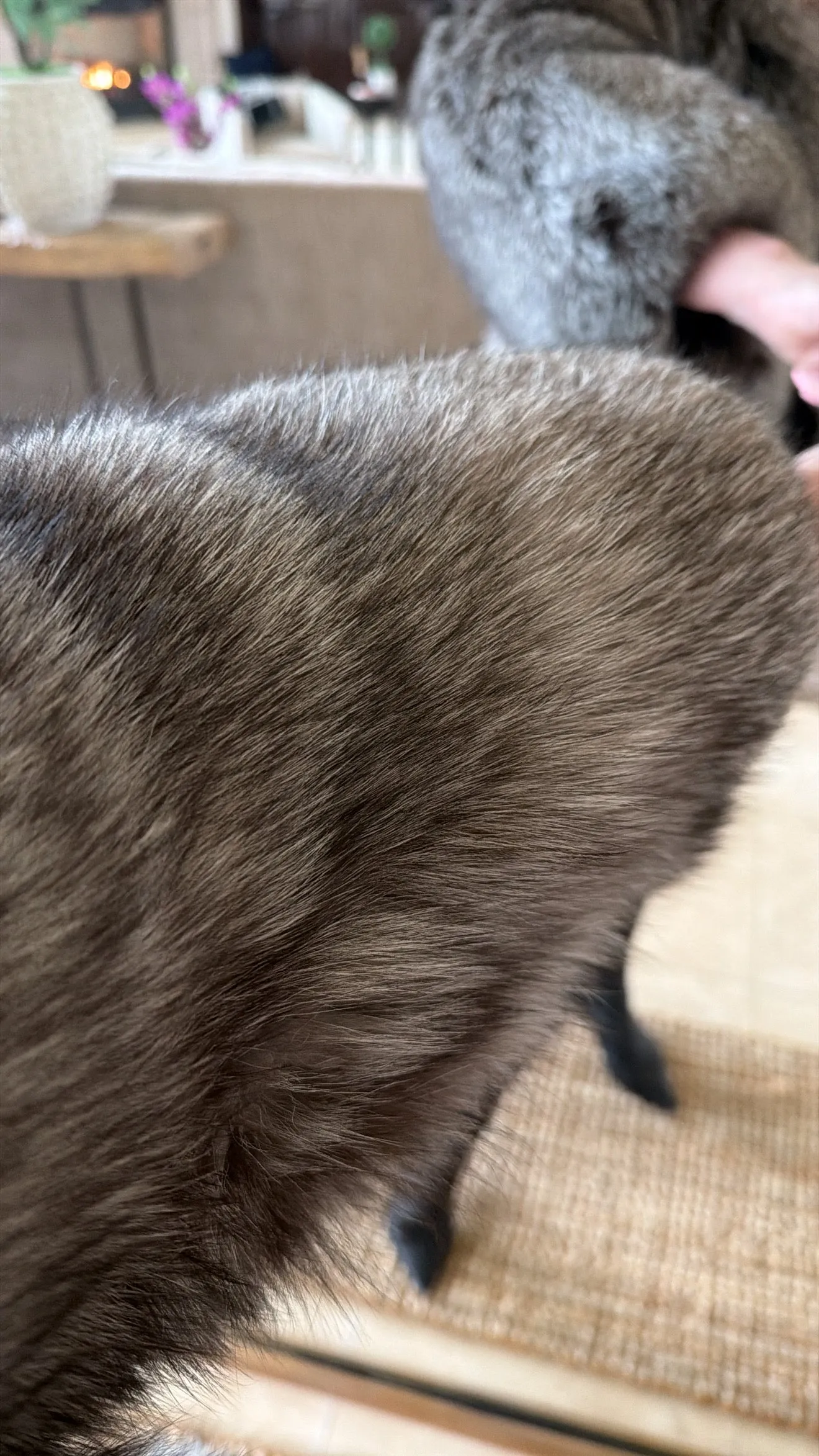 #GB52 Vintage Silver Fox Jacket sold by Glitzy Bella product image thumbnail 4