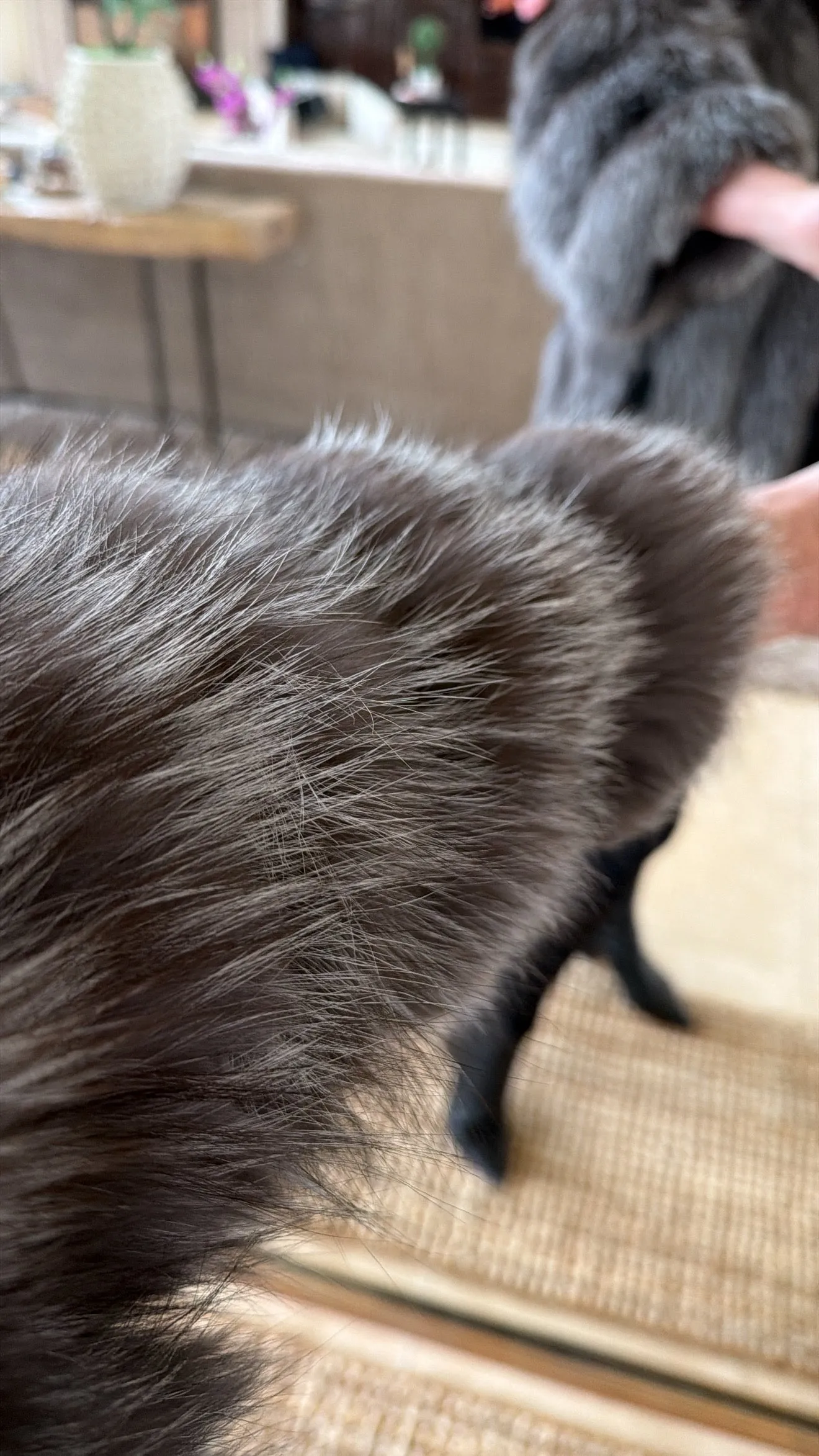 #GB54 Vintage Silver Fox Jacket sold by Glitzy Bella product image thumbnail 2