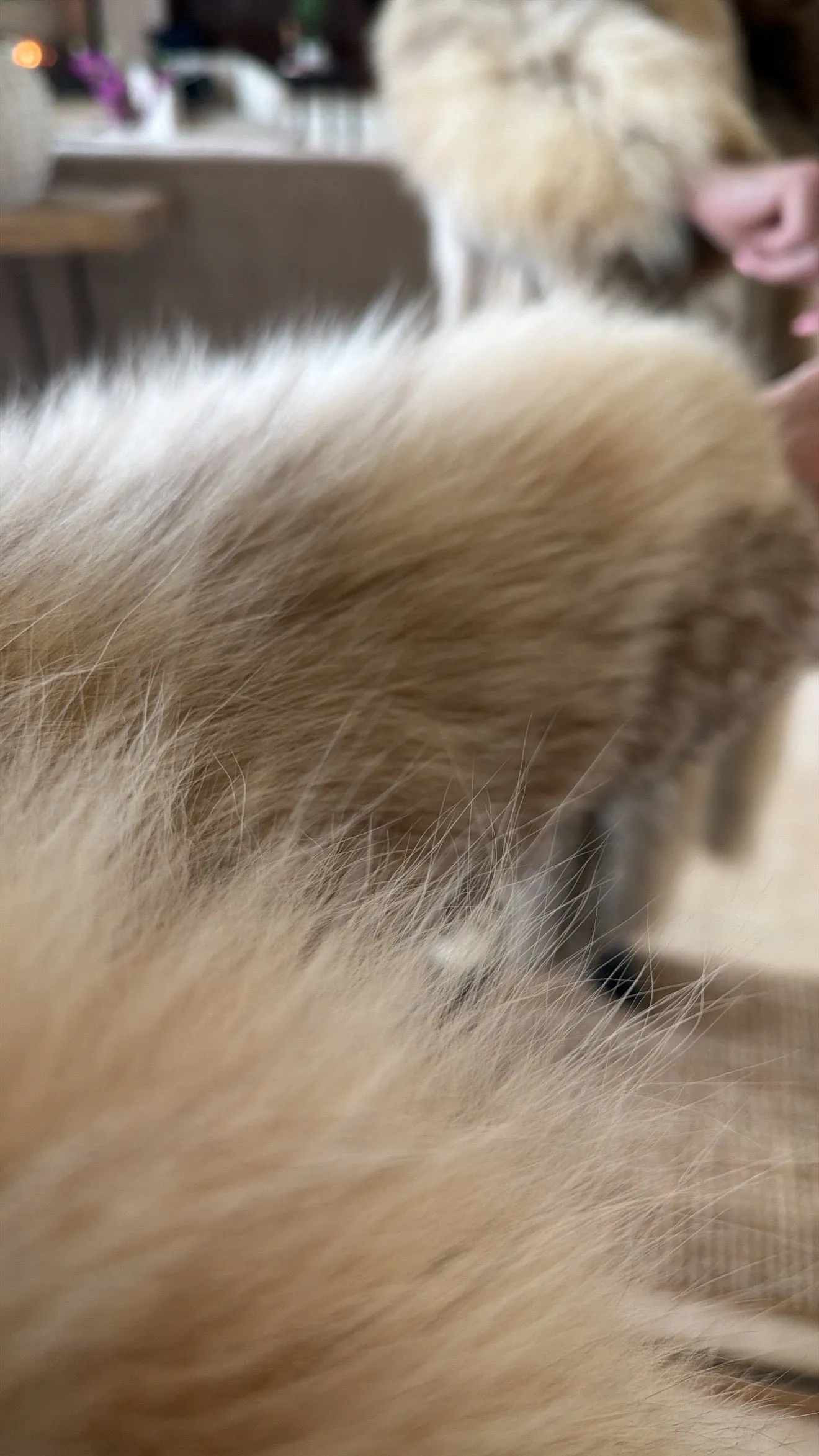 #GB50 Vintage Lynx Fur Coat sold by Glitzy Bella product image thumbnail 3