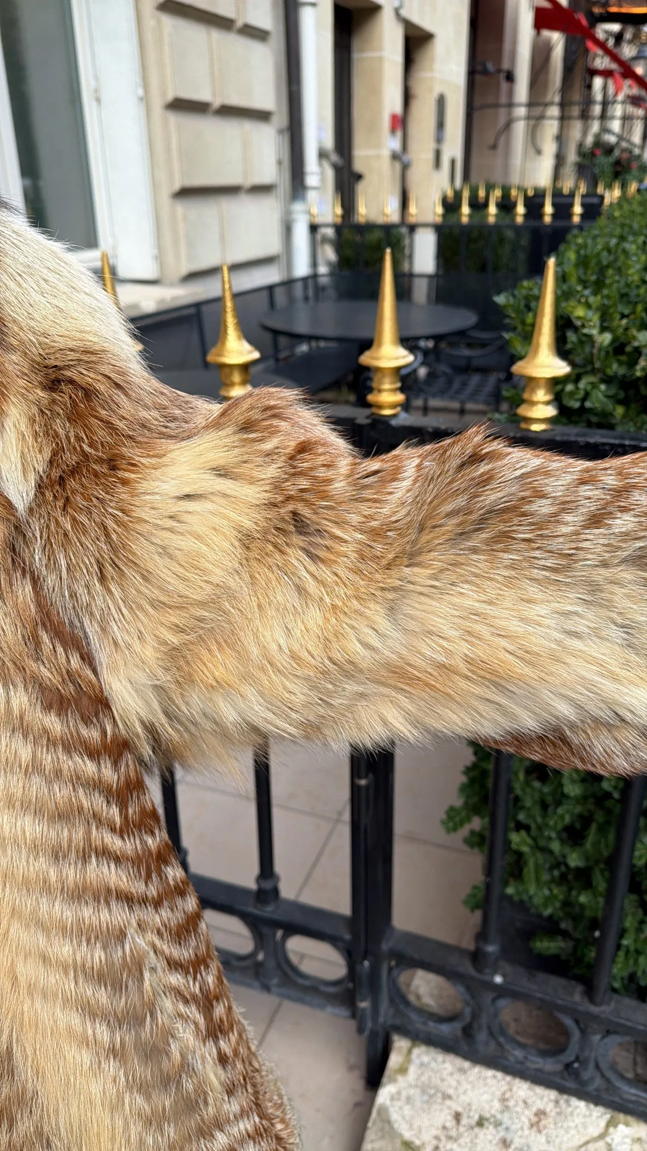 #GB70 Vintage Red Fox Stroller Size Medium sold by Glitzy Bella product image thumbnail 3