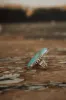 Winnie Ring | Turquoise sold by Goldie Lew