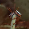 The Tayrona sold by Antler Rings