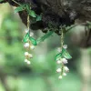 Lily Of The Valley Pearl Gift Set with Gift Wrapping sold by Selenichast