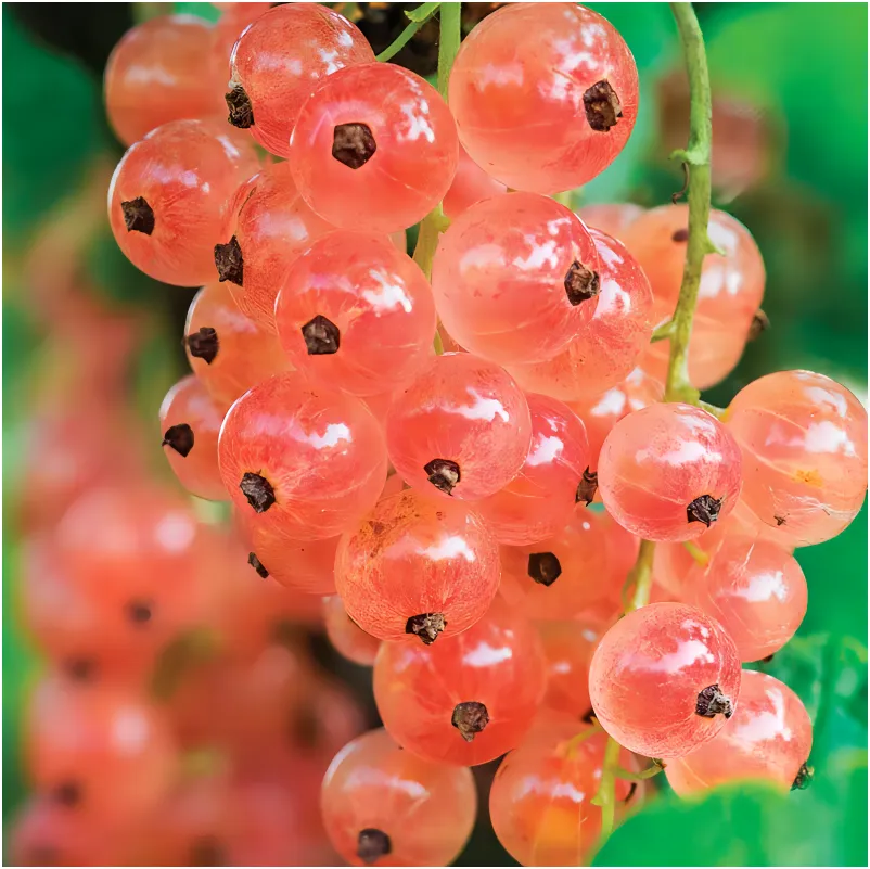 Berry Stud Earrings sold by Selenichast product image thumbnail 5