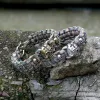 Woven Alloy Skull Paracord Bracelet sold by GTHIC
